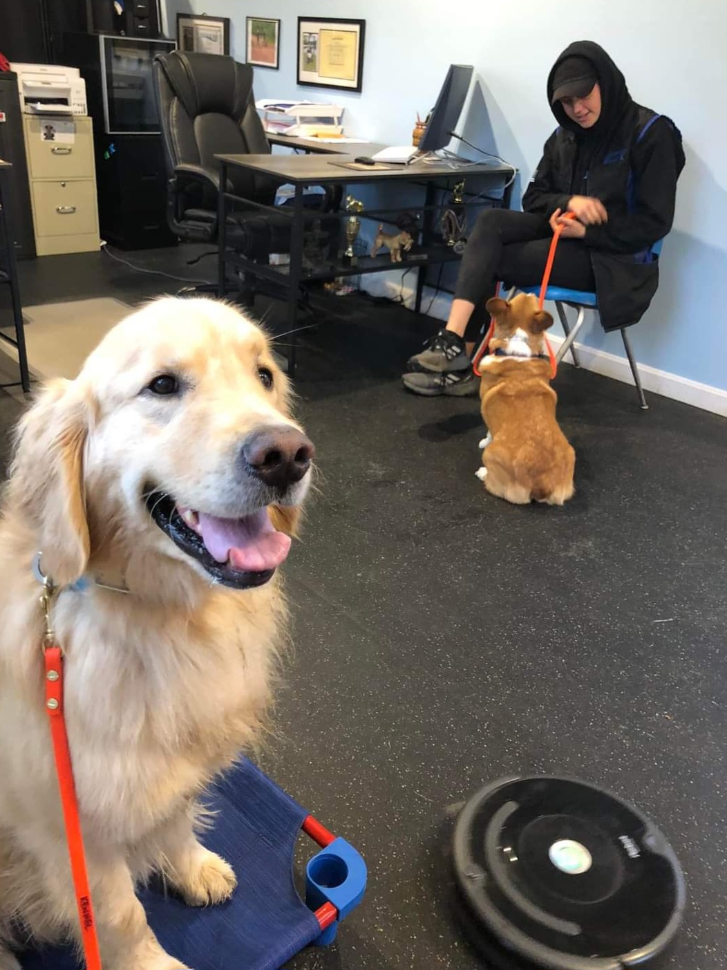 Riptide K9 Dog Training Plymouth and Middleboro